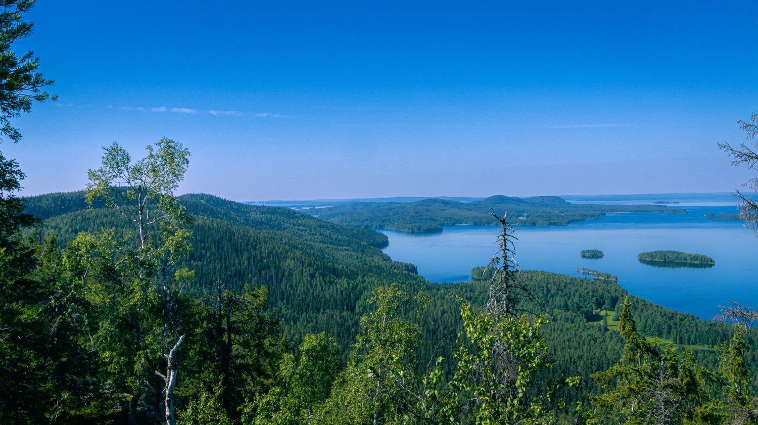 Korkealta Koli-vaaralta avautuva kesäinen järvimaisema. 