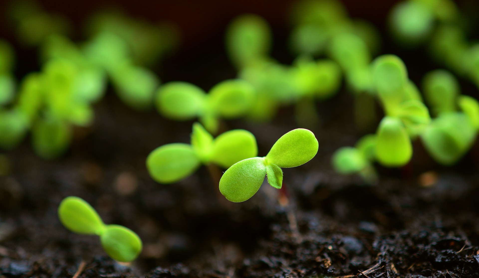 Small plants rise from the soil.