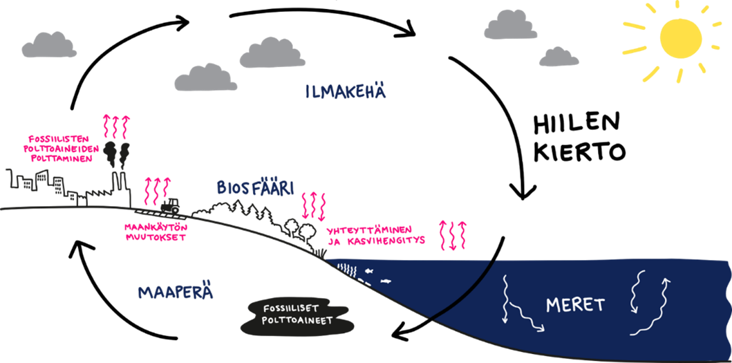 Hiili kiertää ilmakehän, merten, maaperän ja biosfäärin välillä. Ihminen on muuttanut tätä kiertoa voimakkaasti.