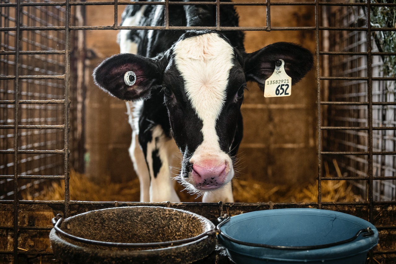 The calf of a cow stares directly into the camera from the opening in the barn enclosure. The calf's ears have large markings