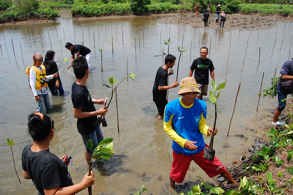 About ten people are wading through a shallow puddle with rows of support sticks. Mangrove saplings have already been planted