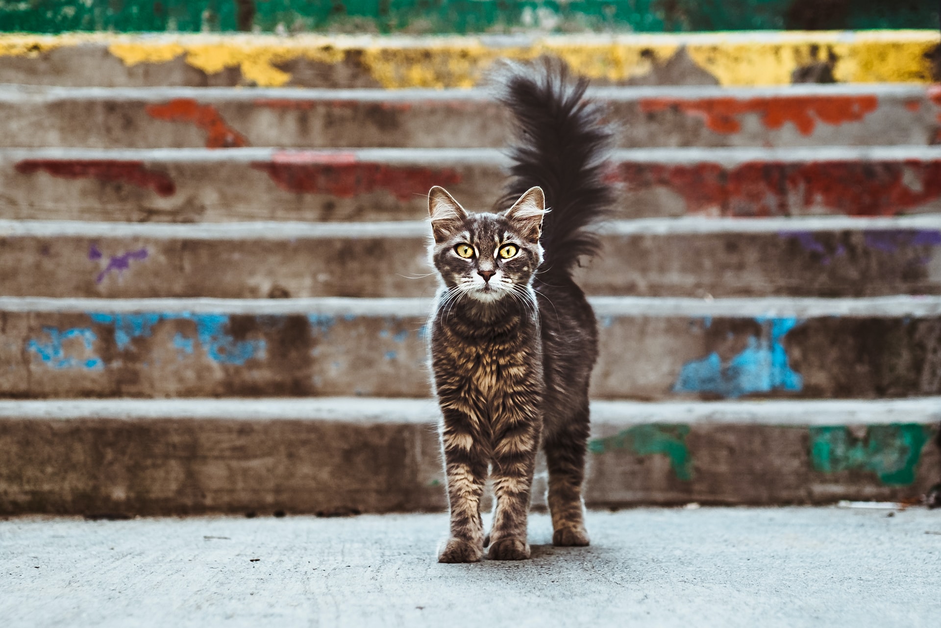 A grey mottled cat looks directly at the camera with its yellow eyes, its fluffy tail pointed upwards.